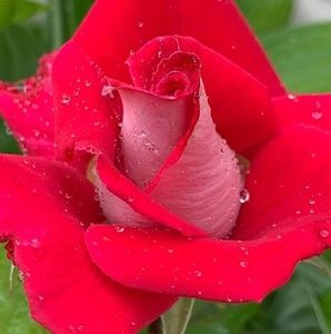 Meet your Posher, Audrey